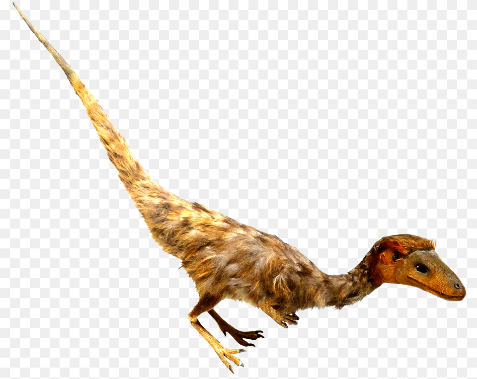 Psinosauropteryx Feathered Dino Clipart Real Dinosaur Transparent Clipart, Animal, Bird, Reptile, T-rex Png Image