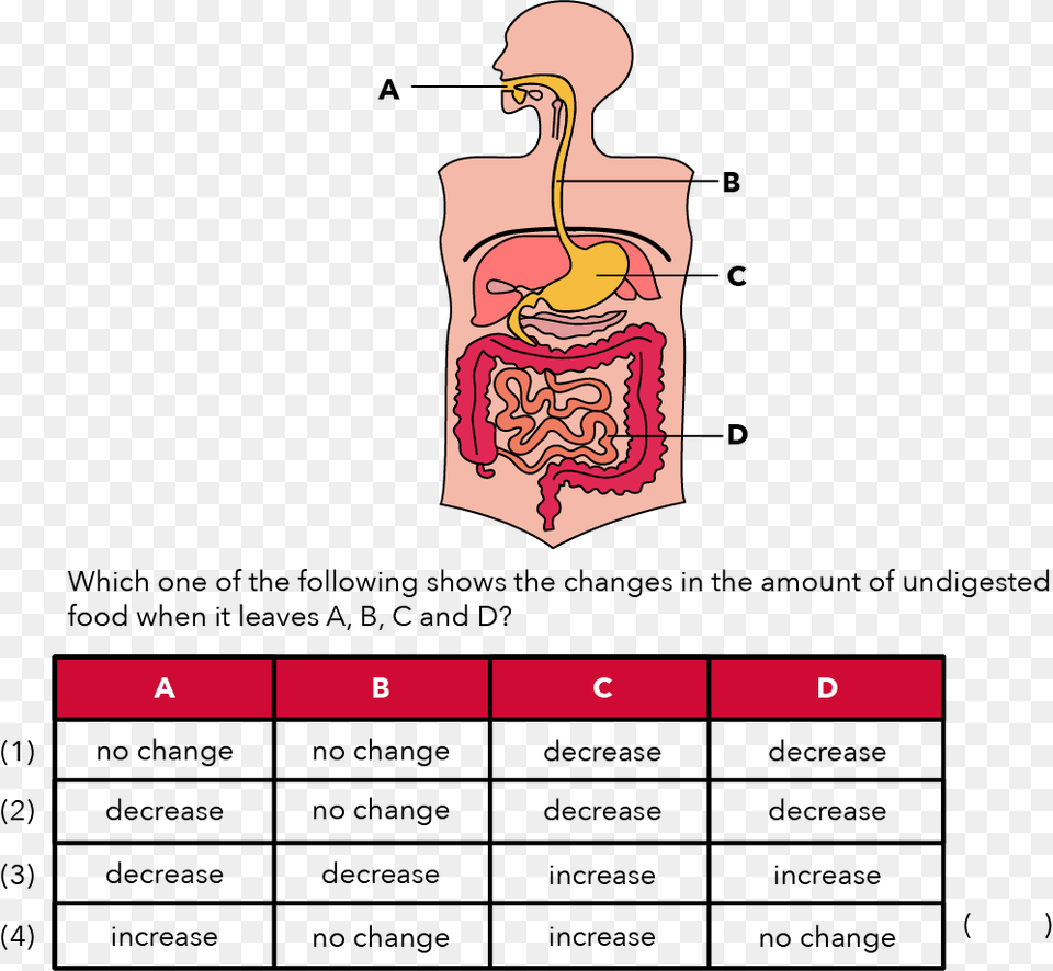 Psle Human Digestive System, Chart, Plot, Body Part, Stomach Png