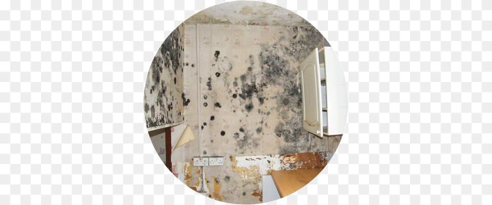 Psu Mould What Is It Mold, Home Damage, Mold Damage, Disk Png