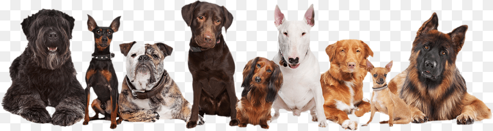 Psy Group Of 9 Dogs, Animal, Canine, Dog, Mammal Png Image