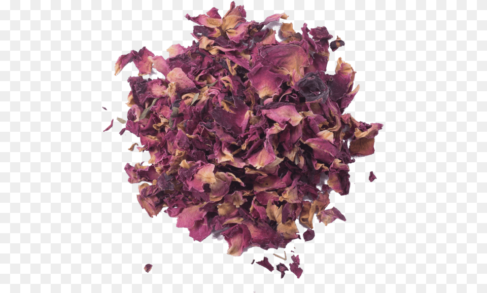 Ptalos De Rosa Artificial Flower, Petal, Plant, Herbal, Herbs Free Transparent Png