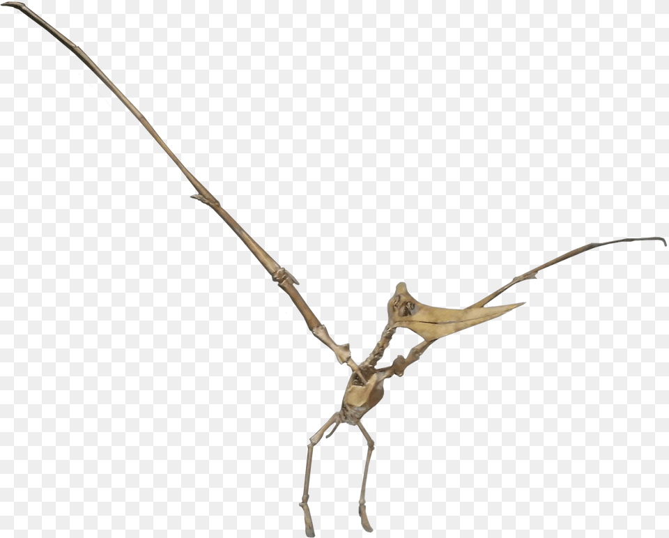 Pteranodon Female, Bow, Weapon, Animal Free Png