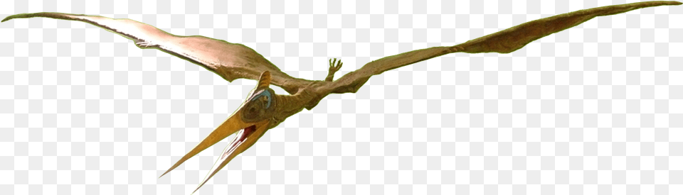 Pteranodon Female Pteranodon, Animal, Bee Eater, Bird, Flying Png Image