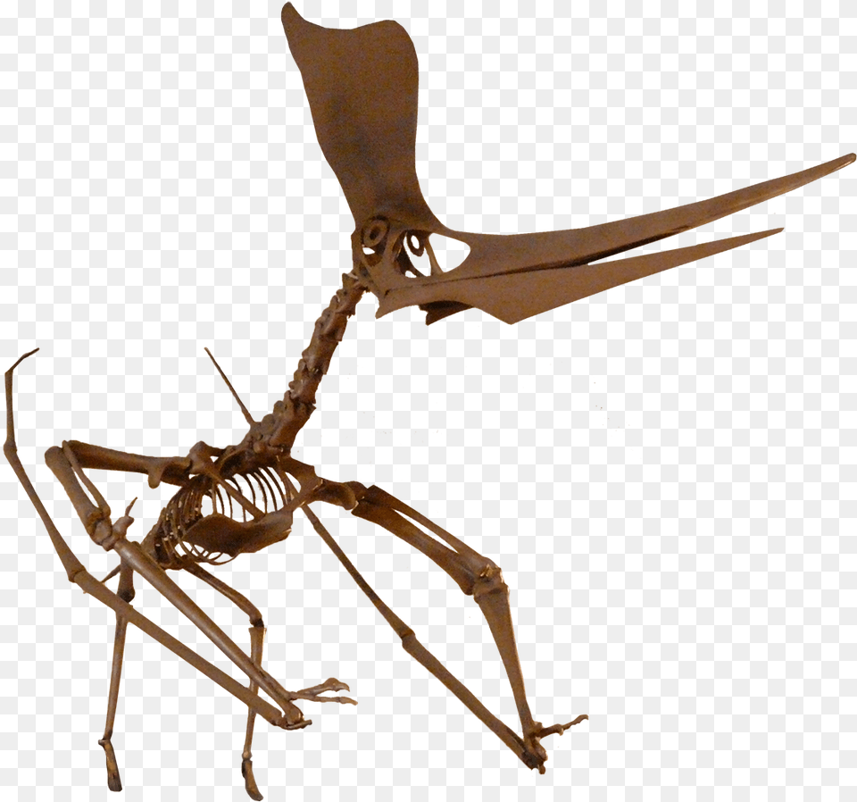 Pteranodon Fossil, Animal, Food, Invertebrate, Lobster Free Png Download