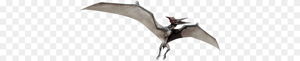 Pteranodon Info Graphic Jurassic World Dinozorlar Oyun, Animal, Mammal, Wildlife, Antelope Png Image