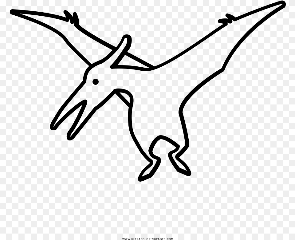 Pterodactyl Coloring, Gray Png Image