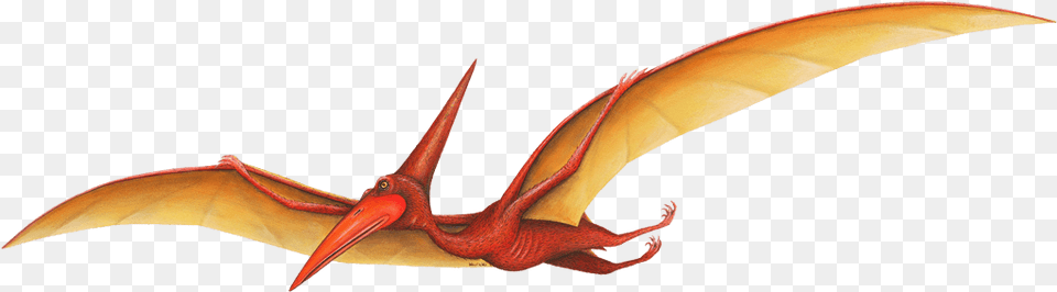 Pterodactyl Dinosaur Pterodactyl Clipart, Animal Free Transparent Png