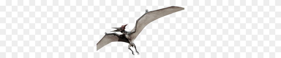 Pterodactyl Image, Accessories, Animal Free Transparent Png