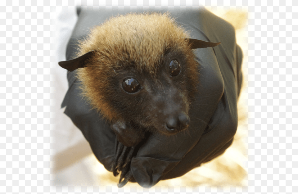 Pteropus Rufus1 Madagascar Bat, Animal, Mammal, Wildlife, Bear Free Png