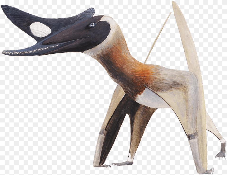 Pteros If Youamp Pterosaur Crest, Animal, Beak, Bird, Waterfowl Free Png