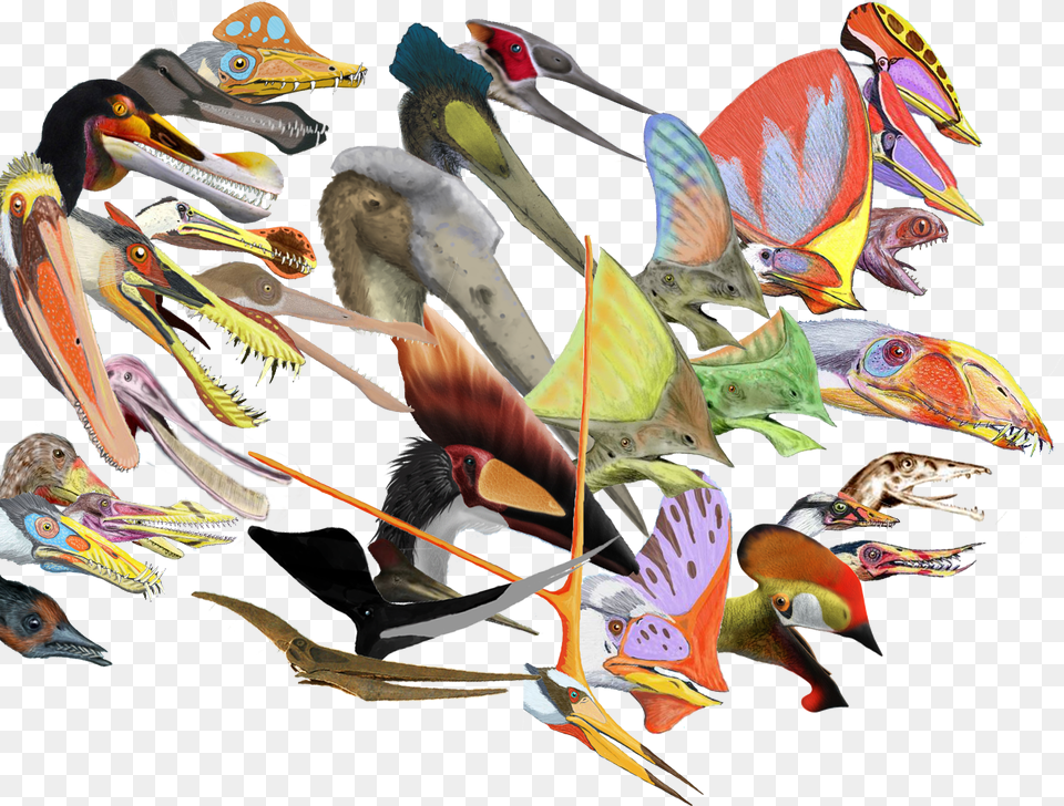 Pterosaurs Head Crests Pterosaur Head Crest, Art, Collage, Animal, Bird Free Transparent Png