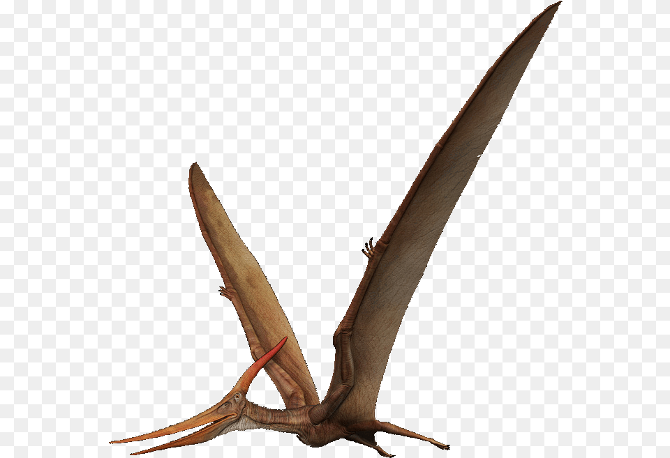Pterosaurs Picture Pterosaurio, Antler, Animal, Bird Free Transparent Png