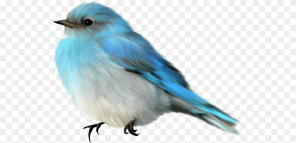 Ptici Poisk Blue Bird Gif Transparent, Animal, Bluebird, Blue Jay, Jay Free Png