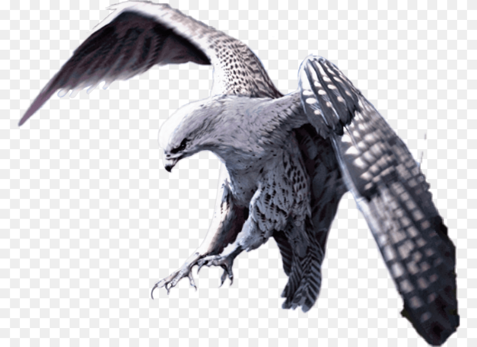 Pubg J N Pubg Companion, Animal, Bird, Hawk, Buzzard Png