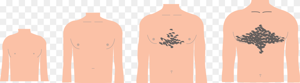 Pubic Hair Clipart Grow Hair In Chest Puberty, Clothing, Long Sleeve, Sleeve, Chart Png Image