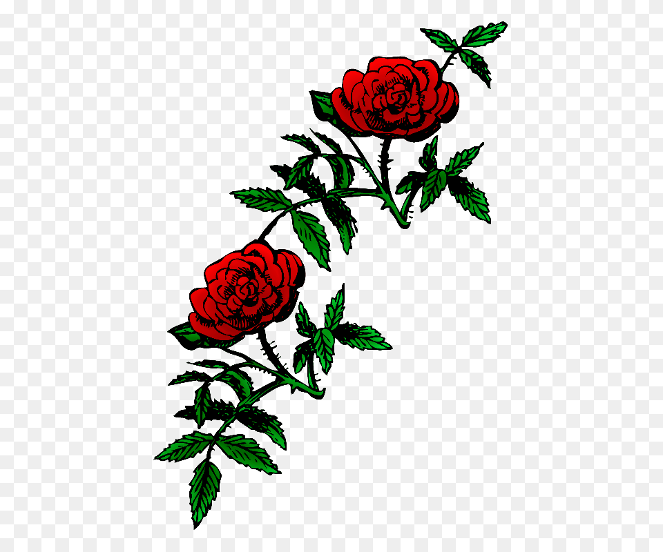 Public Domain Roses, Flower, Plant, Rose, Pattern Png