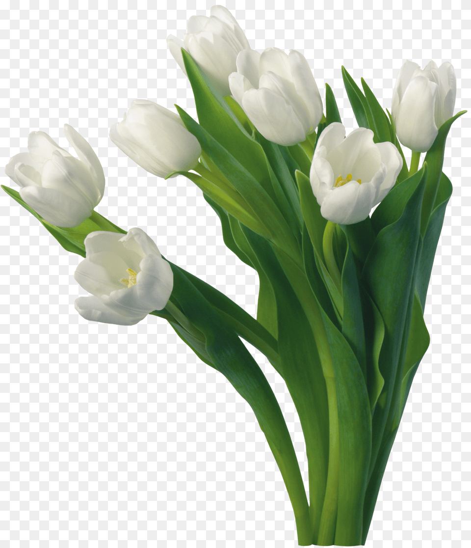 Publicado Por Marcos Gratis Para Tus Fotos En Good Morning White Flowers, Flower, Plant, Tulip, Petal Png
