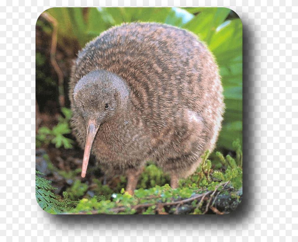 Publicat De Eu Ciresica La Baby Great Spotted Kiwi, Animal, Bird, Kiwi Bird Png Image