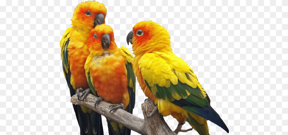 Publicat De Eu Ciresica La Birds, Animal, Bird, Parrot Png Image