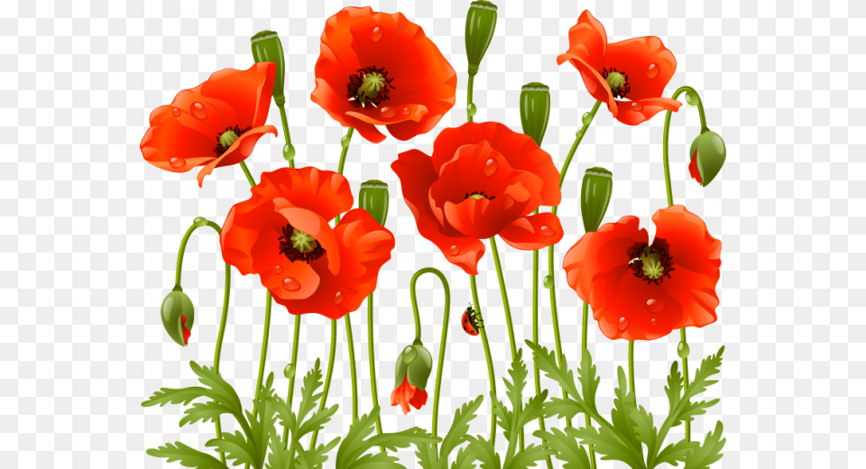 Publicat De Eu Ciresica La Red Poppy Flower, Plant Png Image