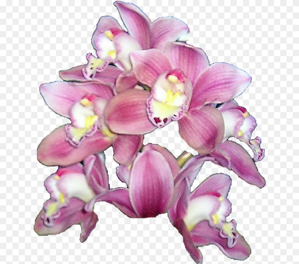 Publicat De Eu Ciresica La Watercolor Orchid Full Orchid Cymbidium No Background, Flower, Plant, Petal Free Transparent Png