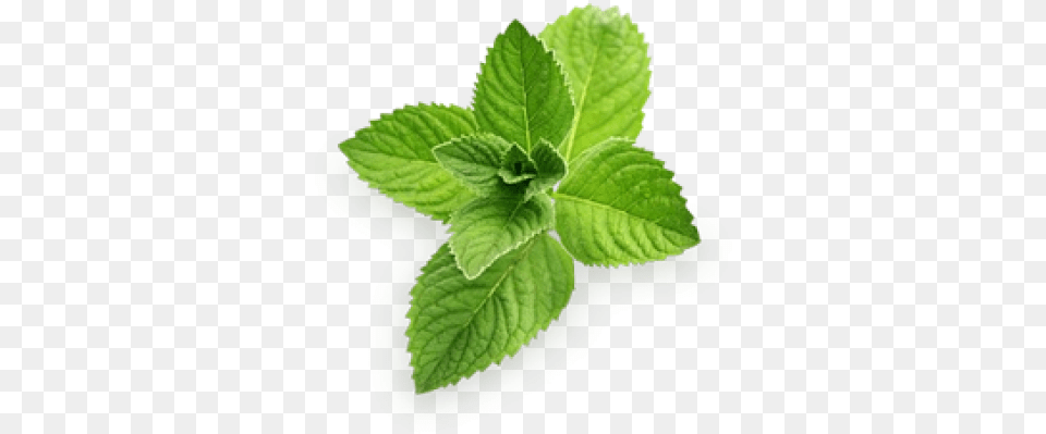 Pudina Mint, Herbs, Plant, Herbal, Leaf Png Image