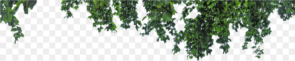 Puebla De Alcocer, Vine, Tree, Plant, Leaf Png