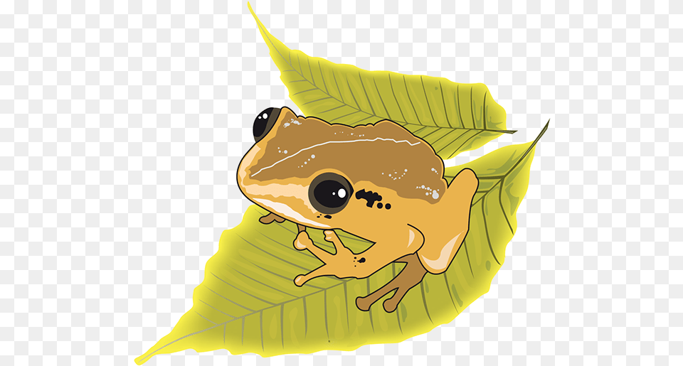 Puerto Rican Native Frog Coqui Cartoon, Amphibian, Animal, Wildlife, Tree Frog Free Transparent Png