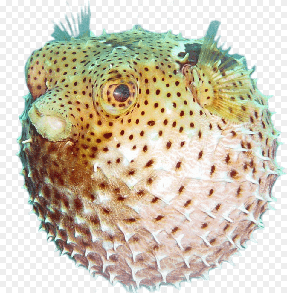 Puffer Fish Underwater, Animal, Sea Life Png