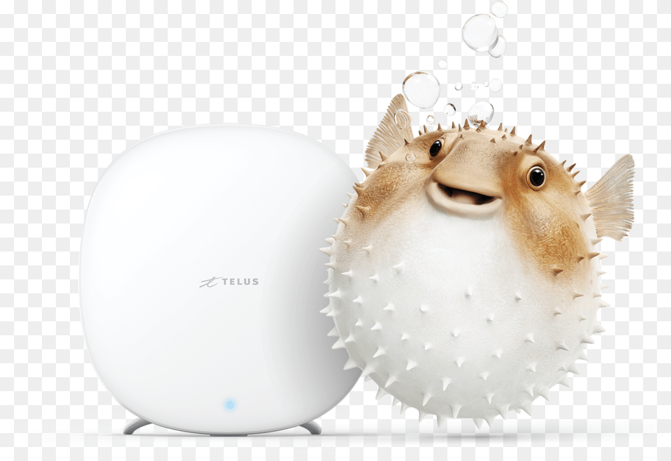 Pufferfish Boost Cmyk Final Hedgehog, Animal, Sea Life, Fish, Puffer Png