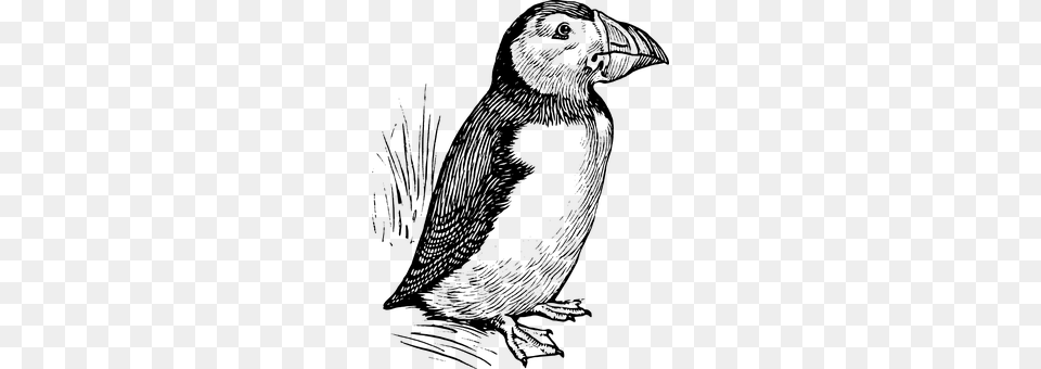 Puffin Gray Free Png