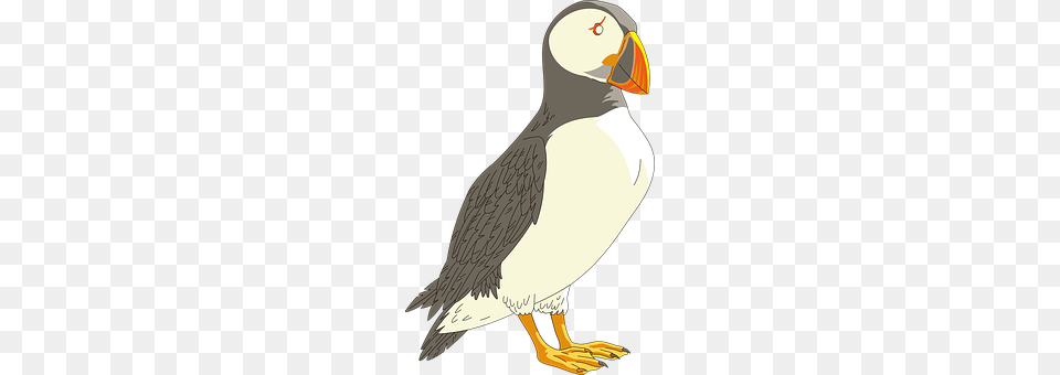 Puffin Animal, Bird Free Png