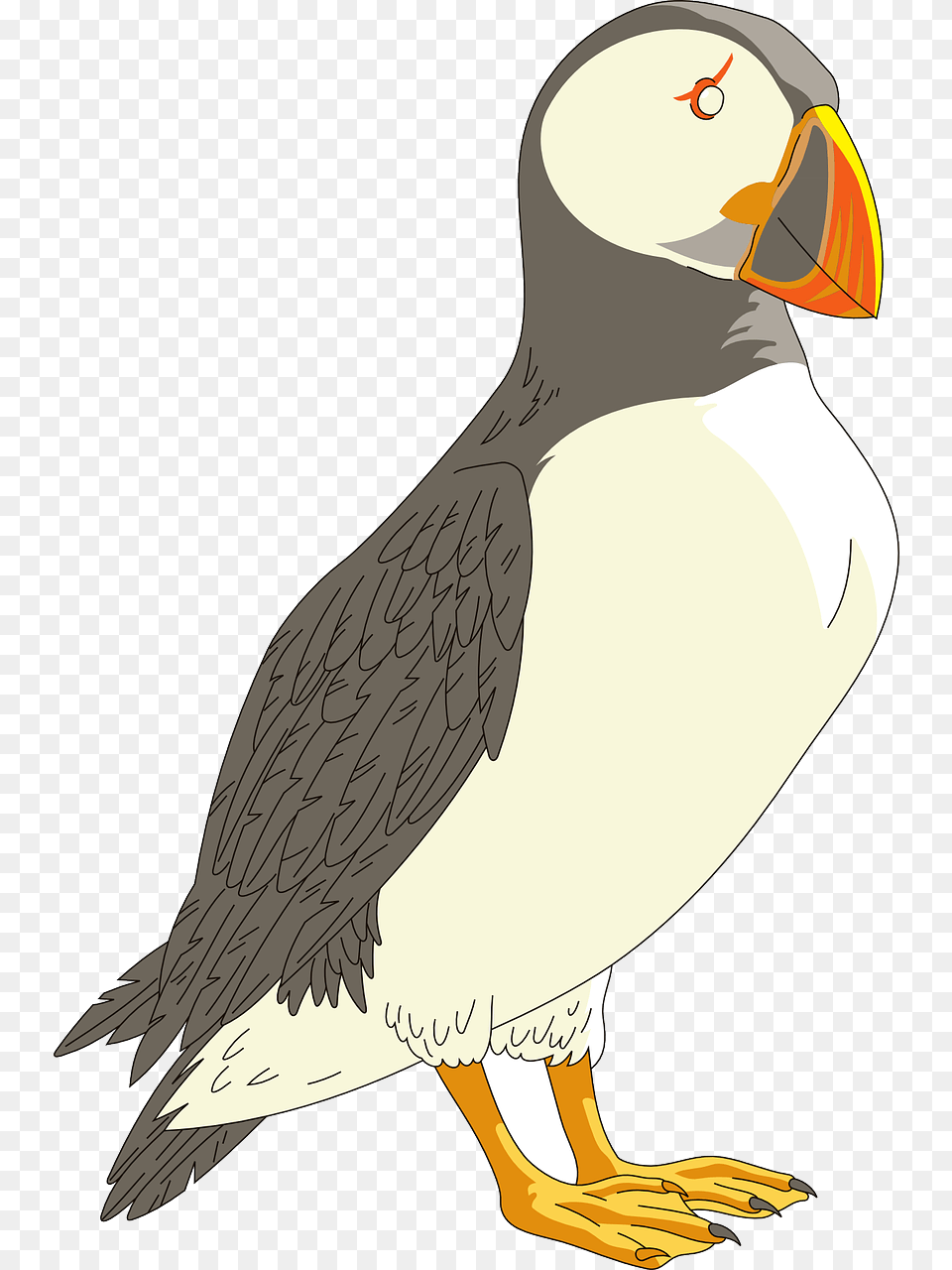 Puffin Background, Animal, Bird Png Image