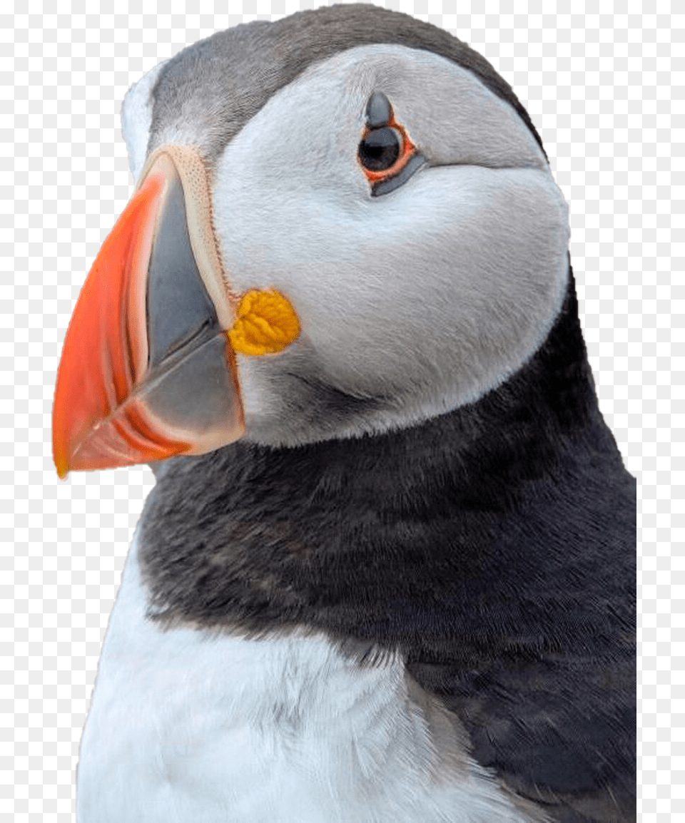 Puffin Background Puffin Webcam, Animal, Bird, Beak Png Image