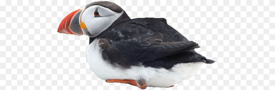 Puffin Bird Cute Atlantic Puffin, Animal Png