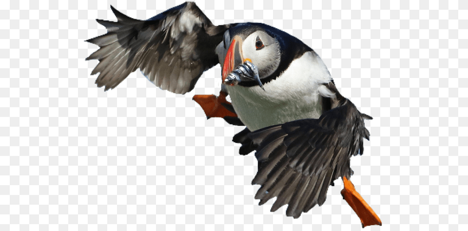 Puffin Bird Cute Lovely Usewithcredit Atlantic Puffin, Animal Free Png