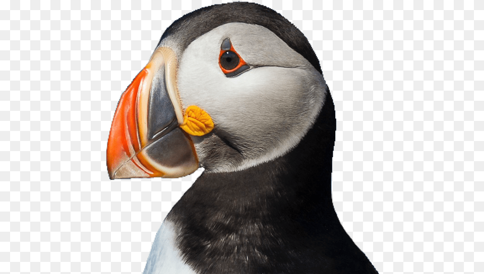 Puffin Bird Cute Lovely Usewithcredit Puffin, Animal Free Transparent Png