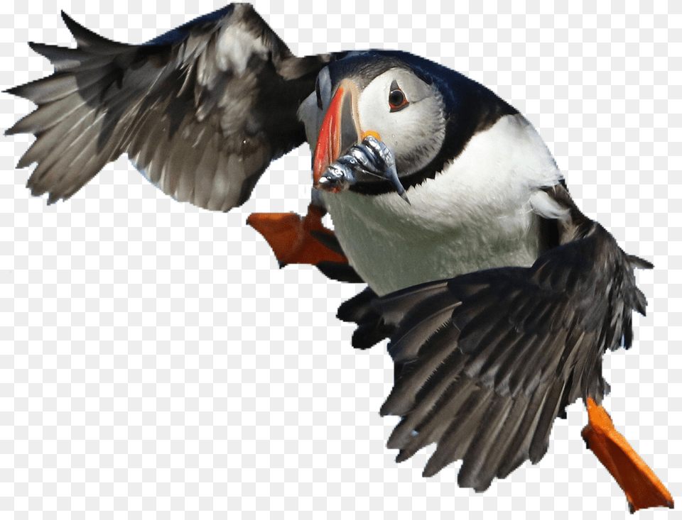 Puffin Bird Cute Puffins, Animal Free Transparent Png