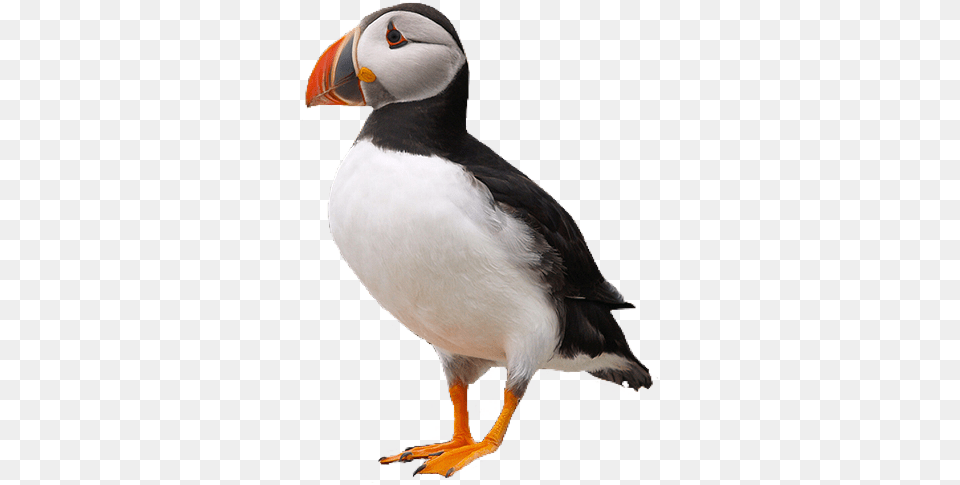 Puffin Bird Puffin, Animal Free Png