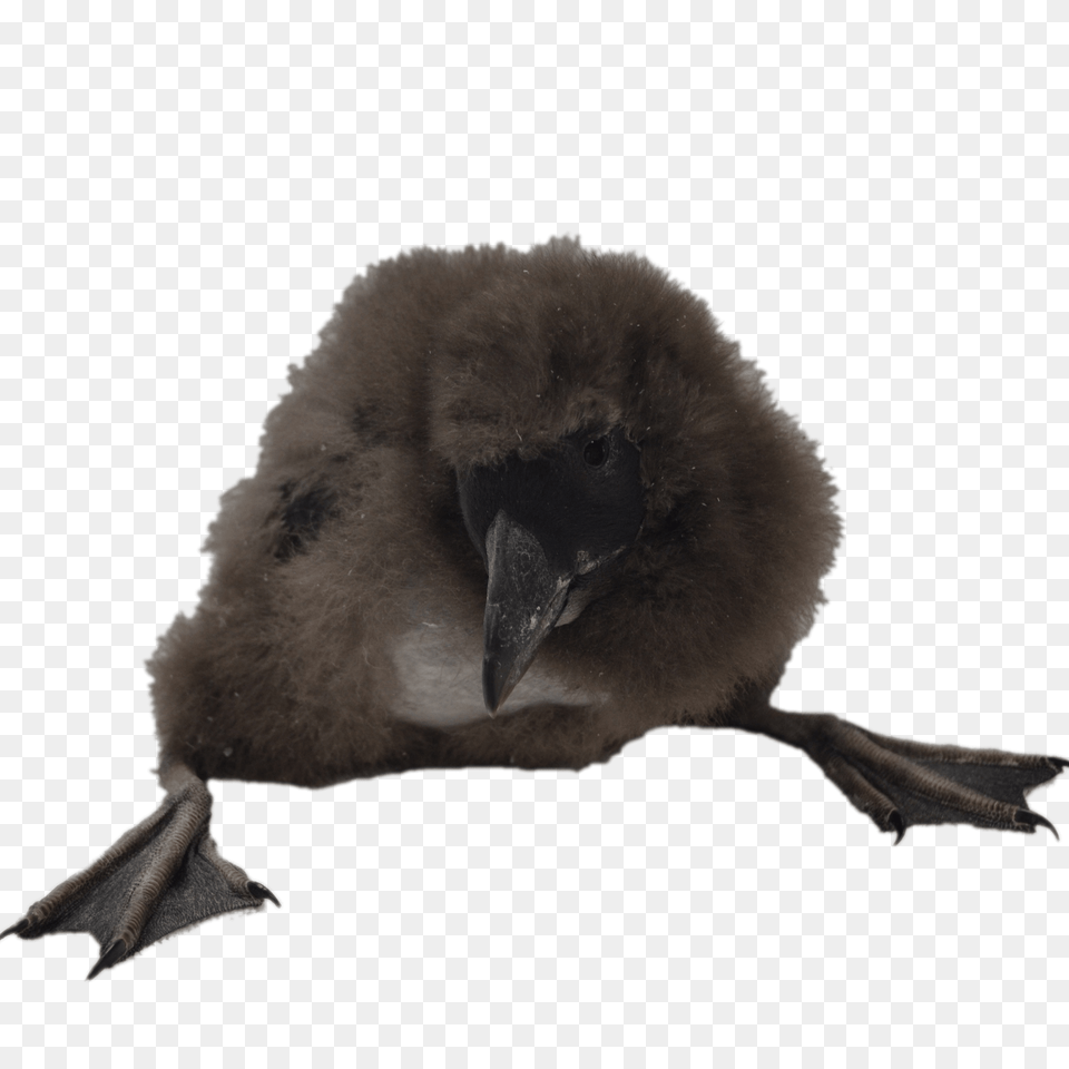 Puffin Chick, Animal, Beak, Bird, Vulture Png