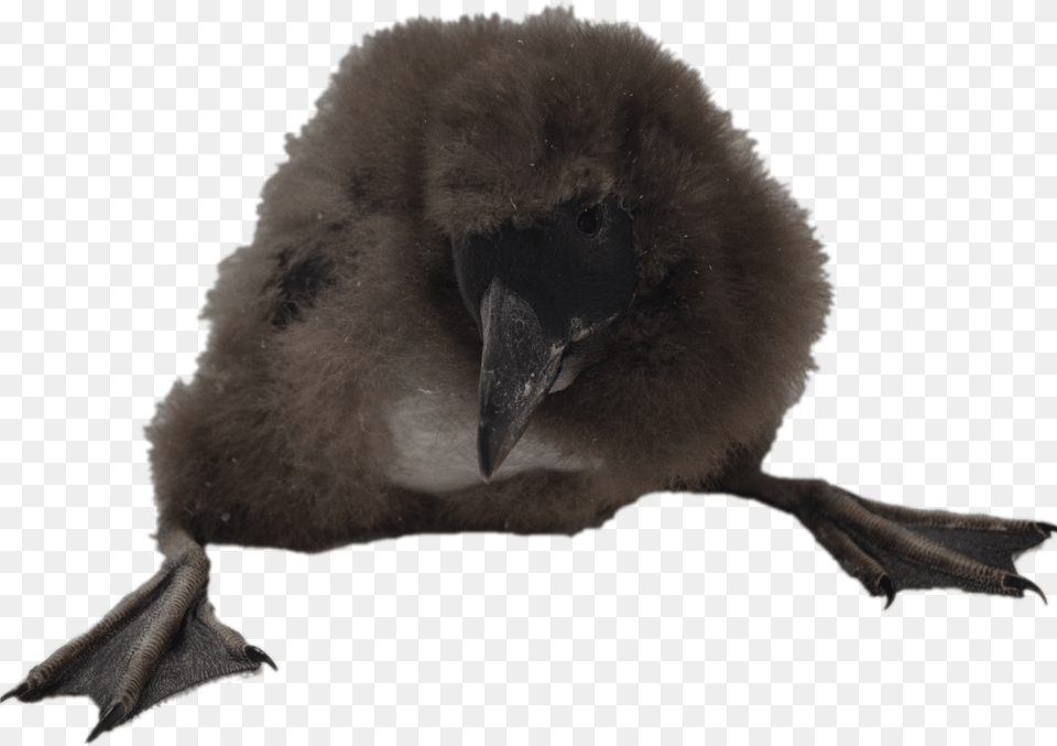 Puffin Chick Transparent Puffins, Animal, Beak, Bird, Vulture Png