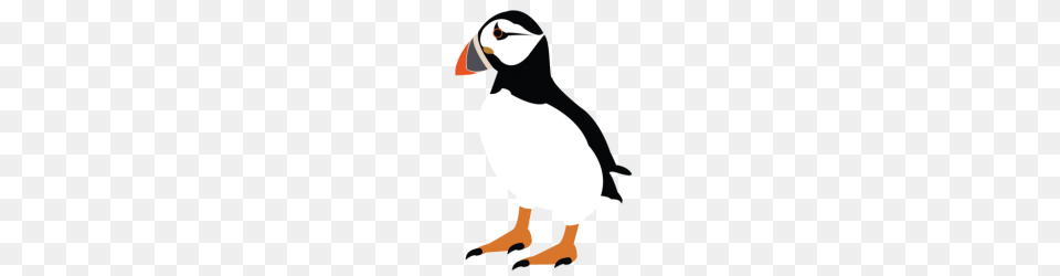 Puffin Clipart, Animal, Bird, Penguin, Person Png Image