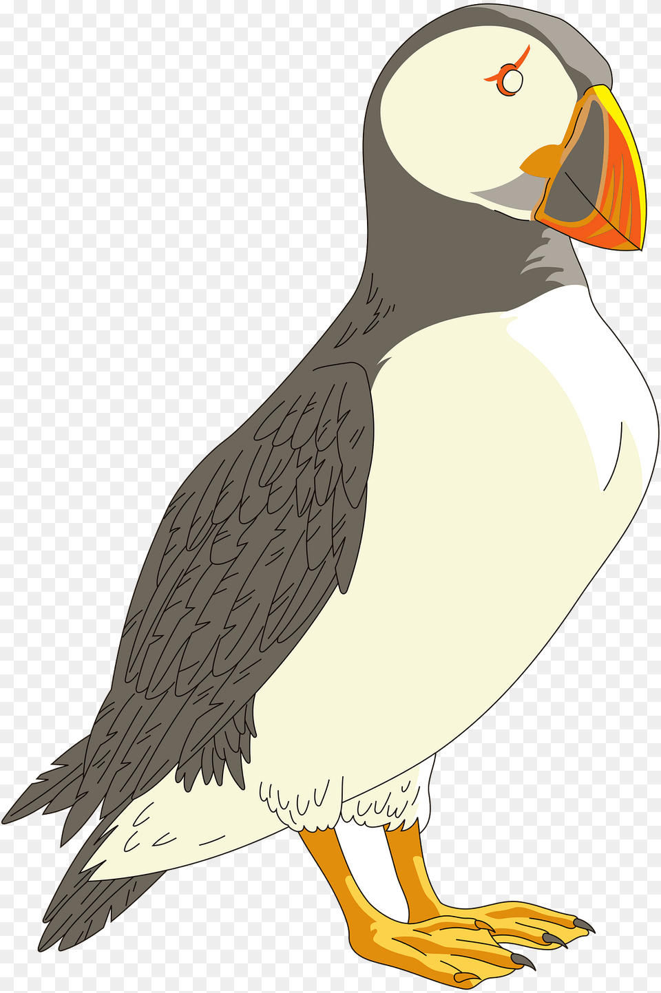 Puffin Clipart, Animal, Bird Free Png Download