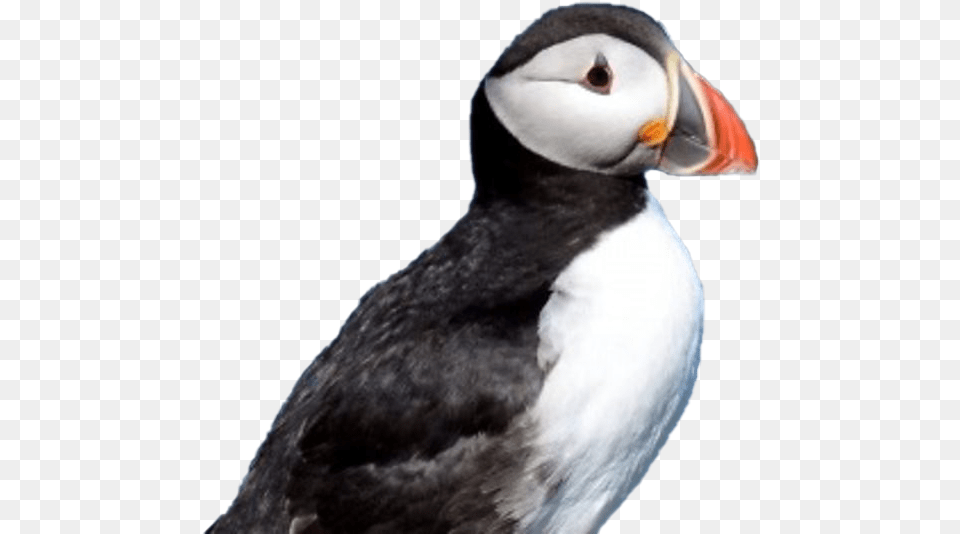 Puffin Hd Puffin, Animal, Bird Png Image