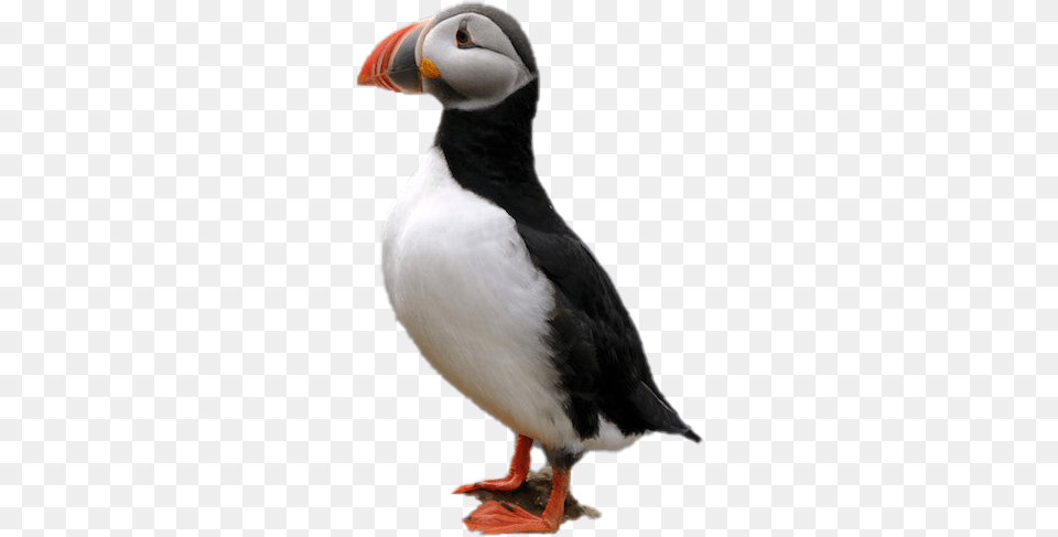 Puffin Image Puffin, Animal, Bird Free Png