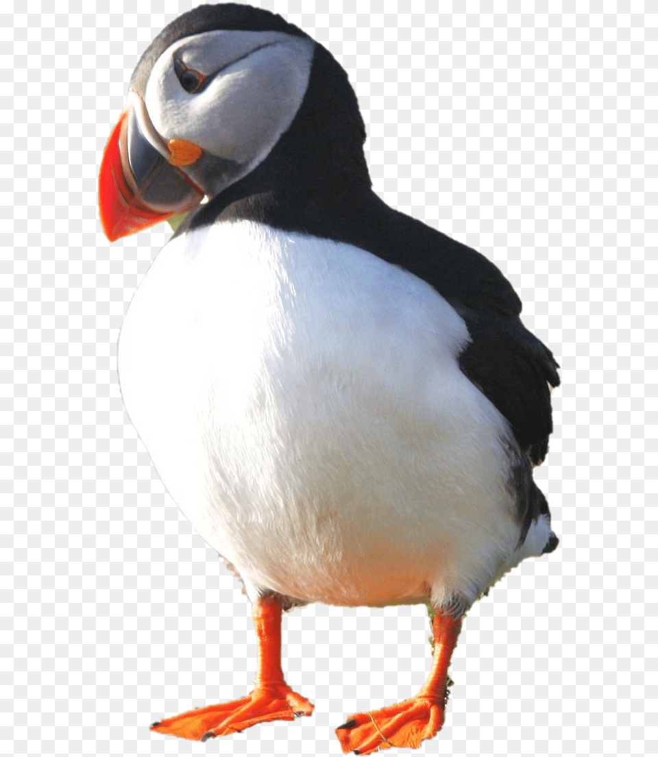 Puffin Photo Puffin, Animal, Bird Free Transparent Png