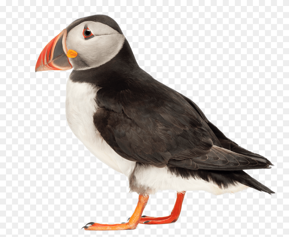 Puffin Side View, Animal, Bird Free Png Download