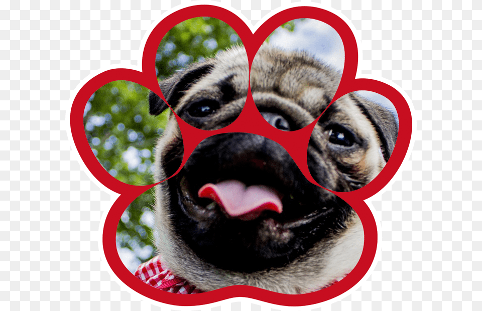 Pug, Animal, Canine, Dog, Mammal Free Transparent Png