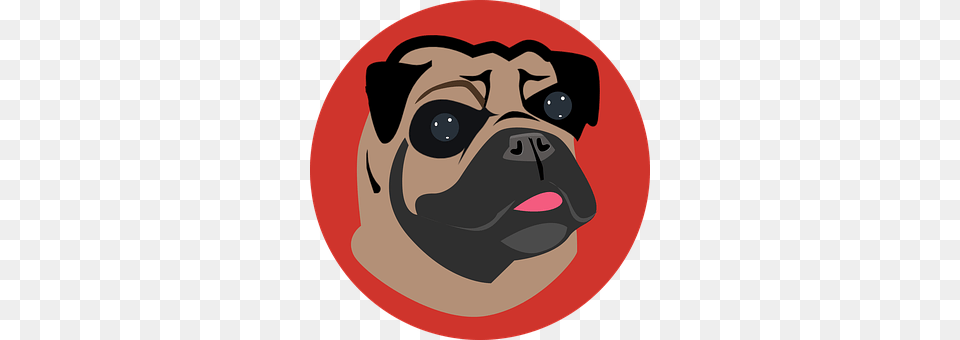 Pug Photography, Snout, Animal, Canine Png Image