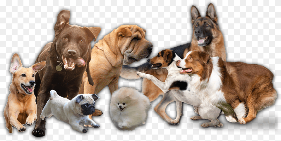 Pug, Animal, Canine, Dog, Mammal Free Transparent Png